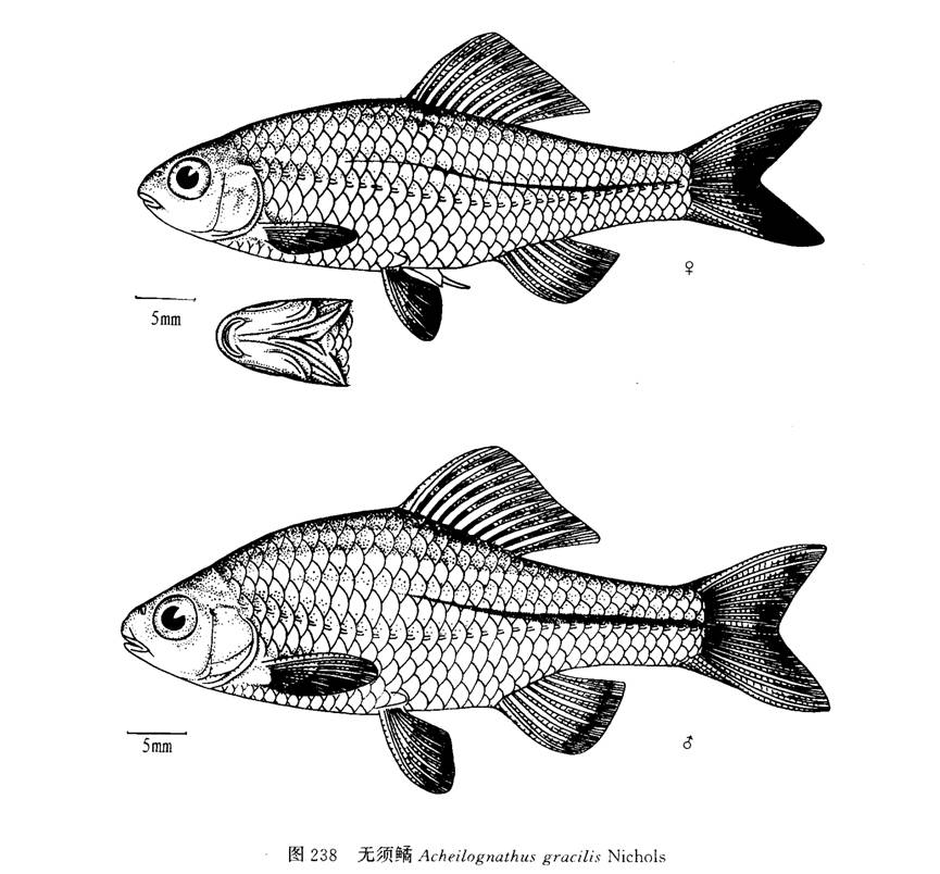 中国原生鱼:鳑鲏亚科鱼类